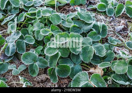 Arbustes de fraises sur les lits de jardin dans un matin glacial. Les feuilles sont couvertes de givre. Les premières gelées. Banque D'Images