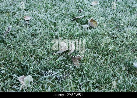Herbe verte et feuilles tombées dans un matin glacial. Les premières gelées. Banque D'Images