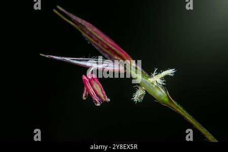 Photographie macro d'une fleur de Chrysopogon aciculatus suspendue à une tige verte avec un fond noir. Banque D'Images