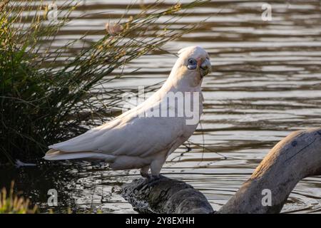 Un peu de Corella prendre un verre avec un lac Banque D'Images