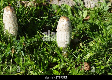 Corps fructifiant de bouchon d'encre déchiré, perruque d'avocat, crinière déchiré, Coprinus comatus dans l'herbe. Famille des Agaricaceae. Automne, octobre, pays-Bas Banque D'Images