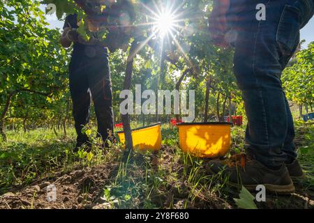 Les vendangeurs au travail dans un vignoble ensoleillé. Vue en angle bas montrant les jambes des ouvriers, les godets jaunes de récolte et les vignes. Représente labo agricole Banque D'Images