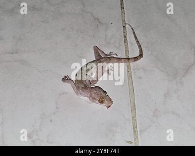 Gecko mural égyptien mort, geckos, lézard de la lune de maison, tiktiki, chipkali, Hemidactylus est un genre de la famille commune des gecko, Gekkonidae, nocturne ; caché Banque D'Images