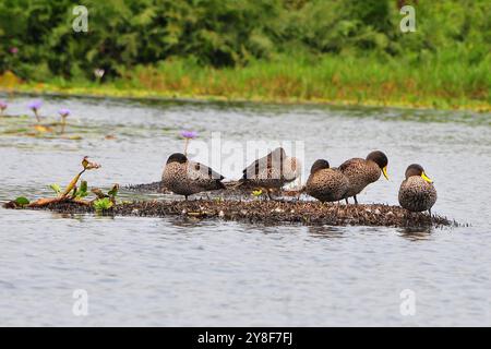 CANARD À BEC JAUNE ( Anas undulate) - marais de Mabamba, lac Victoria- Ouganda, Banque D'Images