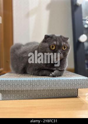 Un chat Scottish Fold avec des oreilles pliées distinctives et des yeux ambrés saisissants assis à l'intérieur. Animal de compagnie de race pure Banque D'Images