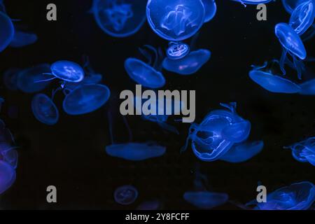 Groupe de flyfish fluorescent de lune de l'atlantique natation piscine sous-marine aquarium avec lumière de néon. Aurelia aurita, également appelé le méduse commun, la lune Banque D'Images