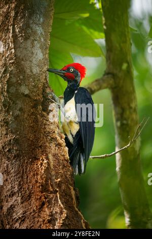 Pic à ventre blanc ou grand pic noir - Dryocopus javensis est un oiseau des forêts à feuilles persistantes d'Asie tropicale. Oiseau noir avec tête rouge et Banque D'Images