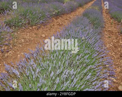 Les champs de lavande à Brihuega, dans la province de Guadalajara, à seulement 100 kilomètres au nord de Madrid (ESPAGNE). Banque D'Images