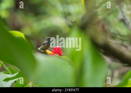 Unique Seychelles sunbird, Colibir sur cire rouge indonésienne fleur de gingembre (Tapeinochilos anassae) dans le jardin exotique de fleurs, Mahé, Seychelles Banque D'Images