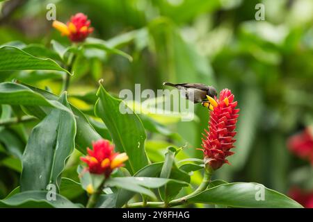 Unique Seychelles sunbird, Colibir sur cire rouge indonésienne fleur de gingembre (Tapeinochilos anassae) dans le jardin exotique de fleurs, Mahé, Seychelles Banque D'Images