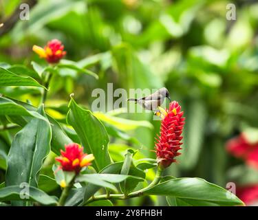 Unique Seychelles sunbird, Colibir sur cire rouge indonésienne fleur de gingembre (Tapeinochilos anassae) dans le jardin exotique de fleurs, Mahé, Seychelles Banque D'Images