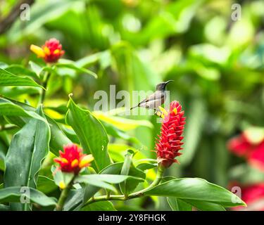 Unique Seychelles sunbird, Colibir sur cire rouge indonésienne fleur de gingembre (Tapeinochilos anassae) dans le jardin exotique de fleurs, Mahé, Seychelles Banque D'Images