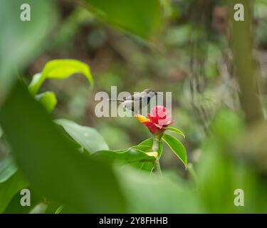 Unique Seychelles sunbird, Colibir sur cire rouge indonésienne fleur de gingembre (Tapeinochilos anassae) dans le jardin exotique de fleurs, Mahé, Seychelles Banque D'Images