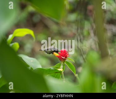 Unique Seychelles sunbird, Colibir sur cire rouge indonésienne fleur de gingembre (Tapeinochilos anassae) dans le jardin exotique de fleurs, Mahé, Seychelles Banque D'Images