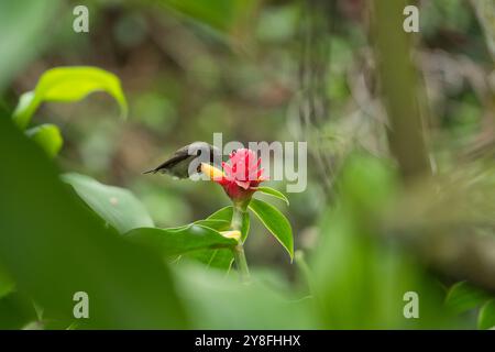 Unique Seychelles sunbird, Colibir sur cire rouge indonésienne fleur de gingembre (Tapeinochilos anassae) dans le jardin exotique de fleurs, Mahé, Seychelles Banque D'Images