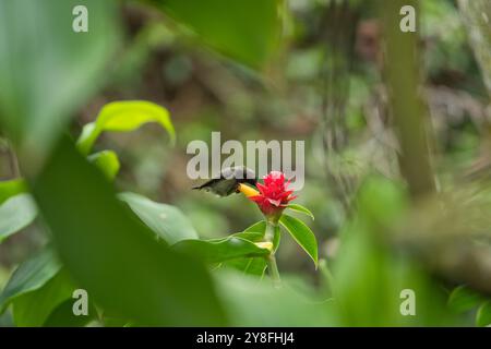 Unique Seychelles sunbird, Colibir sur cire rouge indonésienne fleur de gingembre (Tapeinochilos anassae) dans le jardin exotique de fleurs, Mahé, Seychelles Banque D'Images