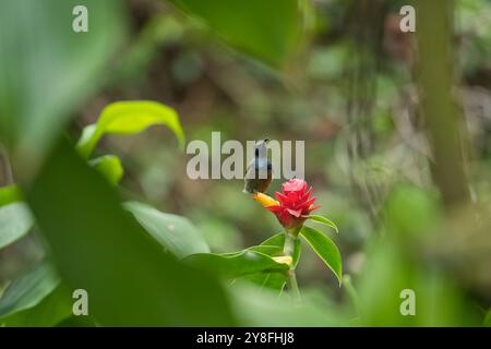 Unique Seychelles sunbird, Colibir sur cire rouge indonésienne fleur de gingembre (Tapeinochilos anassae) dans le jardin exotique de fleurs, Mahé, Seychelles Banque D'Images