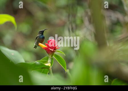 Unique Seychelles sunbird, Colibir sur cire rouge indonésienne fleur de gingembre (Tapeinochilos anassae) dans le jardin exotique de fleurs, Mahé, Seychelles Banque D'Images