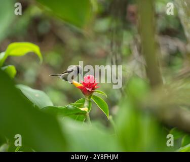 Unique Seychelles sunbird, Colibir sur cire rouge indonésienne fleur de gingembre (Tapeinochilos anassae) dans le jardin exotique de fleurs, Mahé, Seychelles Banque D'Images