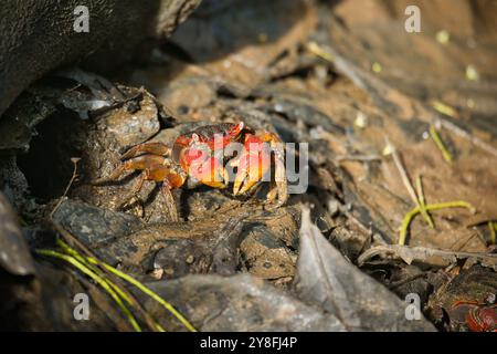 Crabe araignée des Seychelles, Neosarmatium meinerti dans les mangroves de Mahé, Seychelles Banque D'Images