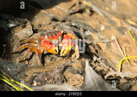 Crabe araignée des Seychelles, Neosarmatium meinerti dans les mangroves de Mahé, Seychelles Banque D'Images