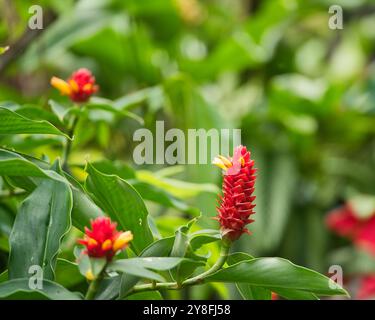 Unique Seychelles sunbird, Colibir sur cire rouge indonésienne fleur de gingembre (Tapeinochilos anassae) dans le jardin exotique de fleurs, Mahé, Seychelles Banque D'Images