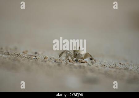 Crabe fantôme creusant le tout après une marée haute, Mahé, Seychelles Banque D'Images