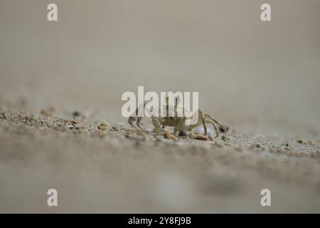 Crabe fantôme creusant le tout après une marée haute, Mahé, Seychelles Banque D'Images