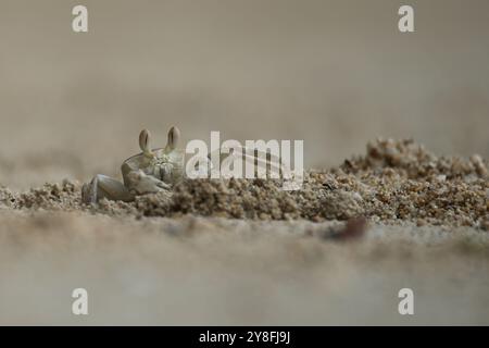 Crabe fantôme creusant le tout après une marée haute, Mahé, Seychelles Banque D'Images