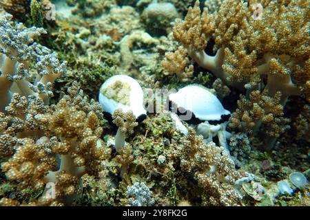 Indonésie Bangka - vie marine oeuf commun cowrie - escargot de mer - ovule vula Banque D'Images