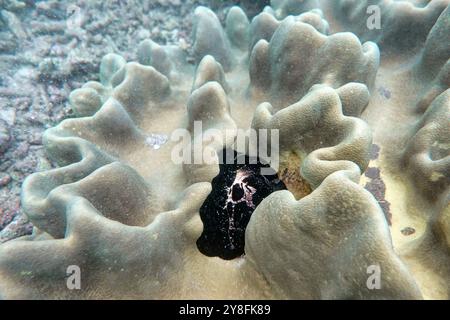 Indonésie Bangka - vie marine oeuf commun cowrie - escargot de mer - ovule vula Banque D'Images