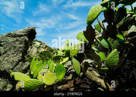 Le tombeau des géants de Monte S’Ajacciu parmi les rochers de granit. Arzachena, Sardaigne, Italie Banque D'Images