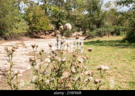 Fleur de chardon fleuri dans la campagne gros plan sur la journée ensoleillée d'été. (Cirsium vulgare) Banque D'Images