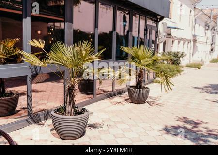 Une rangée de palmiers en pot est alignée sur un trottoir devant un bâtiment. Les plantes en pot sont de différentes tailles et sont placées devant le bu Banque D'Images