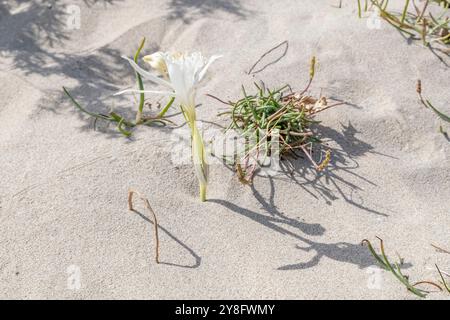 A beautiful sea lily flower, Pancratium maritimum, blooms from the sand of Is Arenas Biancas, Sardinia, Italy Stock Photo