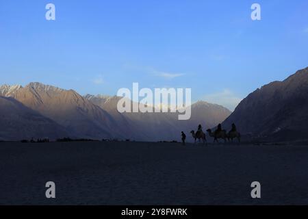 Chameaux bactriens et touriste à Hunder, Hundar, Nubra, Dune de sable, , Ladakh, Inde Banque D'Images