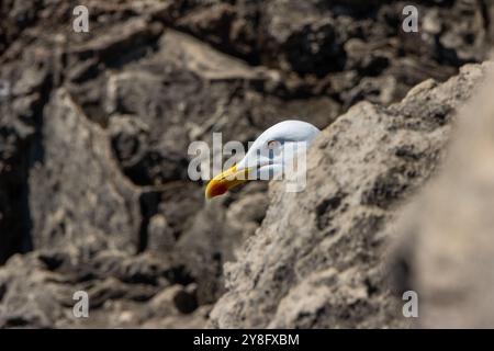 Seagull cache sa tête de quelque chose alors qu'il est perché sur la roche volcanique Banque D'Images