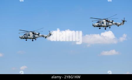 Royal Navy Fleet Air Arm - 2 hélicoptères AgustaWestland AW15 Wildcat , jouant au Royal International Air Tattoo 2024. Banque D'Images