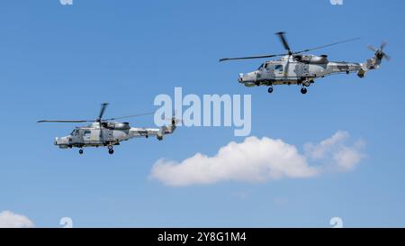 Royal Navy Fleet Air Arm - 2 hélicoptères AgustaWestland AW15 Wildcat , jouant au Royal International Air Tattoo 2024. Banque D'Images