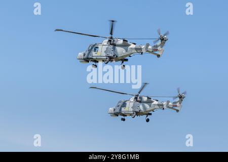 Royal Navy Fleet Air Arm - 2 hélicoptères AgustaWestland AW15 Wildcat , jouant au Royal International Air Tattoo 2024. Banque D'Images