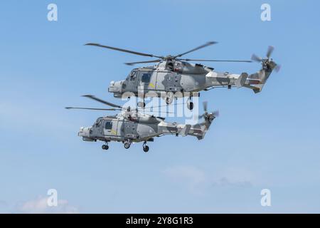 Royal Navy Fleet Air Arm - 2 hélicoptères AgustaWestland AW15 Wildcat , jouant au Royal International Air Tattoo 2024. Banque D'Images