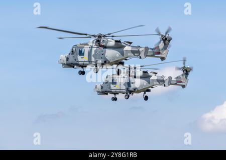 Royal Navy Fleet Air Arm - 2 hélicoptères AgustaWestland AW15 Wildcat , jouant au Royal International Air Tattoo 2024. Banque D'Images