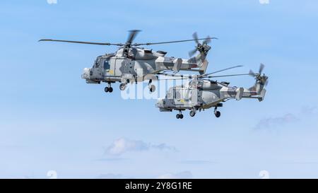 Royal Navy Fleet Air Arm - 2 hélicoptères AgustaWestland AW15 Wildcat , jouant au Royal International Air Tattoo 2024. Banque D'Images