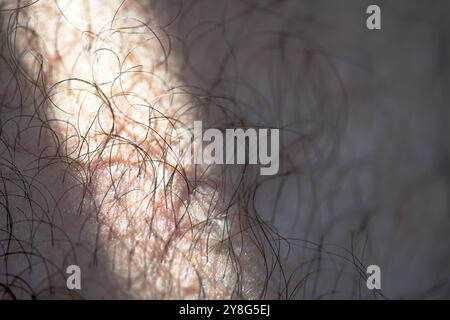 Gros plan macro mettant en évidence les poils fins et la texture de la peau d'un homme sur sa jambe, avec des détails et des motifs naturels. Banque D'Images