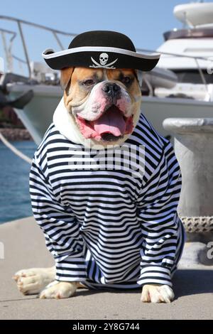 Bulldog américain habillé dans un vêtement de pirate avec la langue traînant sur le fond d'un yacht de mer Banque D'Images