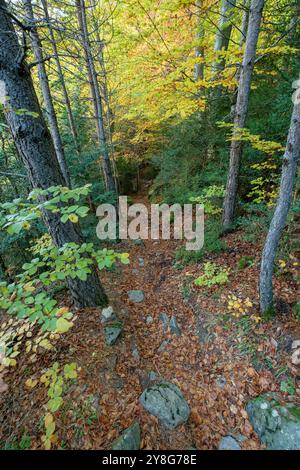 Forêt à feuilles caduques, Selva de Oza, camino de los Ganchos y Boca del Infierno route, Vallée de Hecho, vallées occidentales, chaîne de montagnes pyrénéennes, province de Huesca, Aragon, Espagne, europe. Banque D'Images