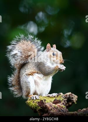 Portrait d'un écureuil gris mangeant des noix sur une souche d'arbre moussue en automne, Royaume-Uni. Banque D'Images