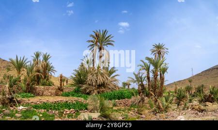 Palmiers dattiers dans la vallée du Drá, Maroc Banque D'Images