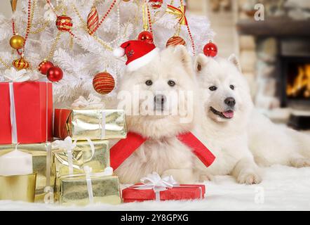 Deux chiens Samoyed dans un chapeau de Père Noël couché sous le sapin de Noël avec des cadeaux Banque D'Images