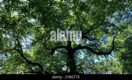 Une vue d'en bas d'un grand arbre avec des branches tentaculaires et une épaisse canopée verte, filtrant la lumière du soleil par une journée brillante. Banque D'Images